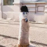 bursti